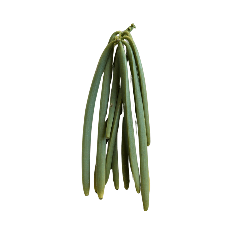 Vanille Bourbon de La Réunion – 5 gousses premium | MÉLGA