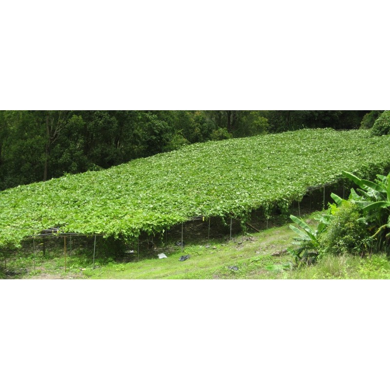 Pickles de Chouchou de Salazie – Ti Coin Pickles | Saveurs de La Réunion