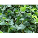 Pois de Cap sec 1 kg – Légumineuse réunionnaise artisanale | Le Forban