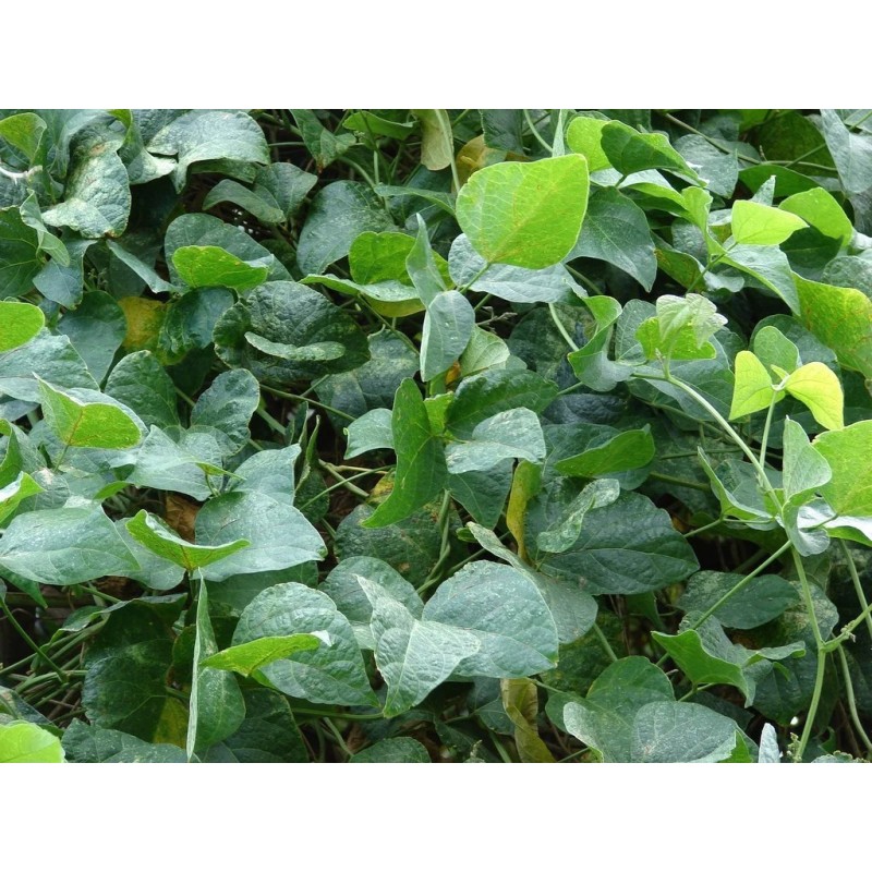 Pois de Cap sec 1 kg – Légumineuse réunionnaise artisanale | Le Forban