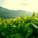Thé Vert Curcuma & Thé Blanc Géranium Bio en Dosettes | MELGA.RE