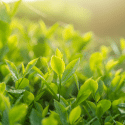 Huile Essentiel de CRYPTOMERIA, en 10ml